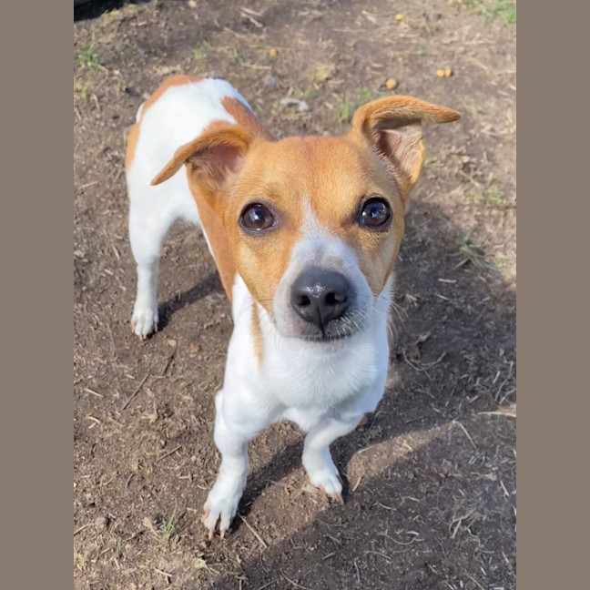 Photo of Peanut