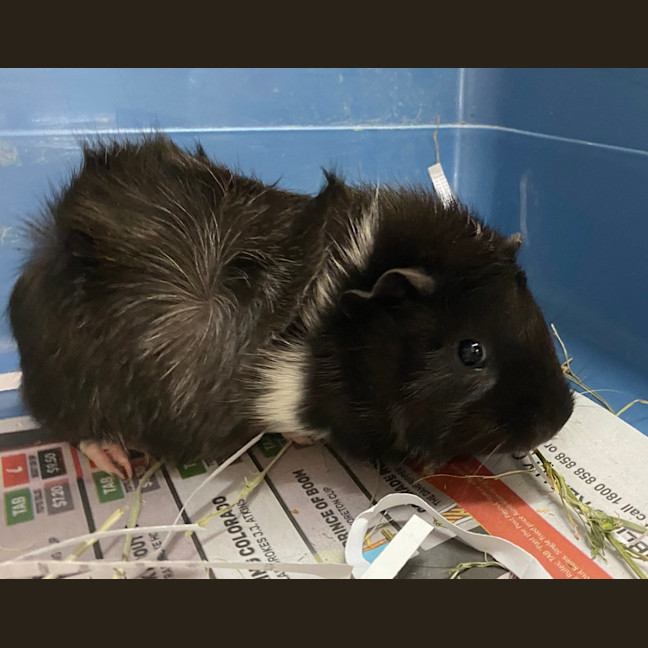 Photo of Bramble