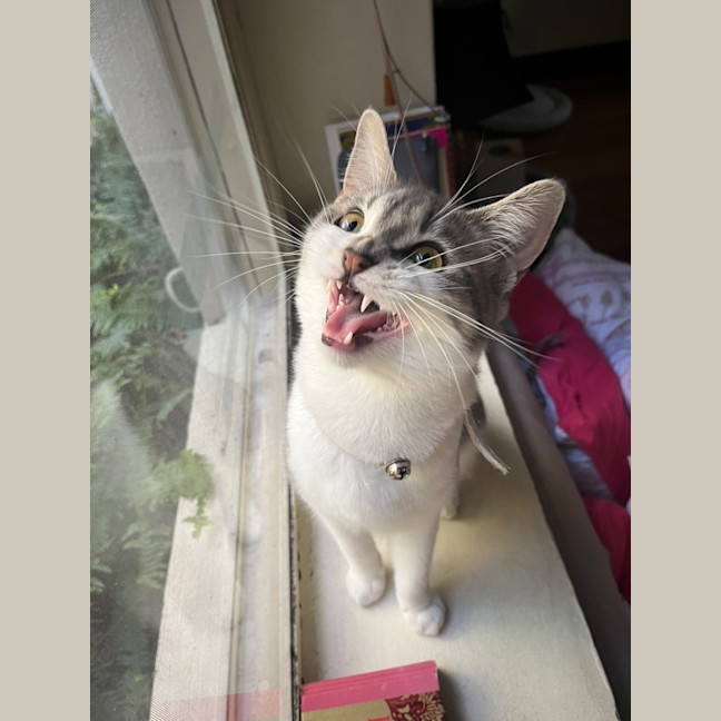 Photo of Firecracker