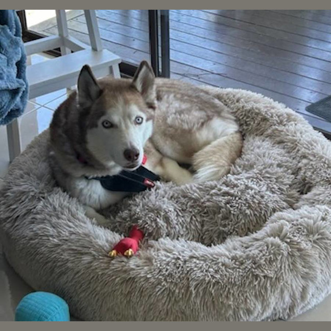 Photo of Milo