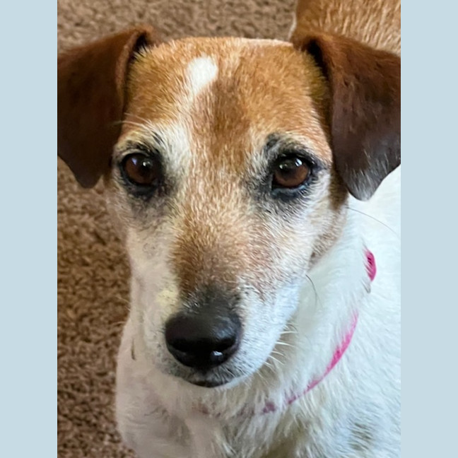 Photo of Dot (& Dash)