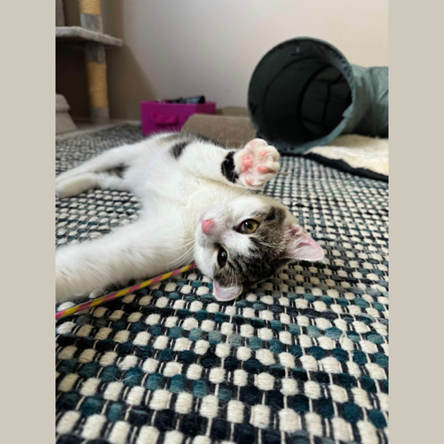 Photo of 🩷 Hattie 🩷