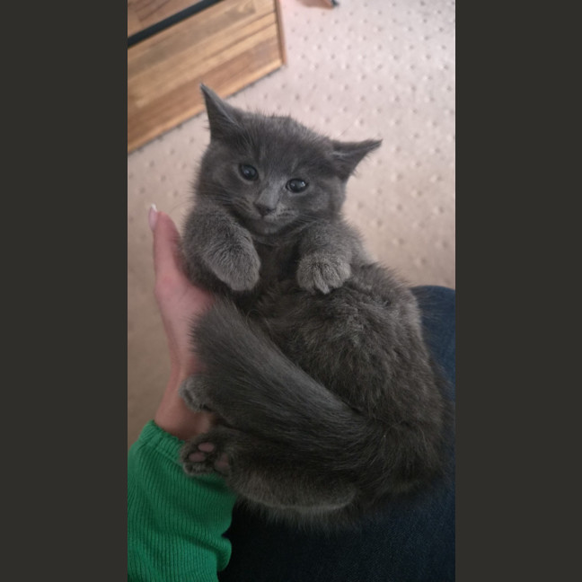 Photo of Poppy