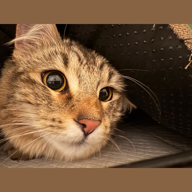 Photo of Ruby