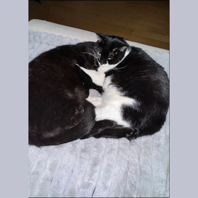 Photo of Millie & Diego