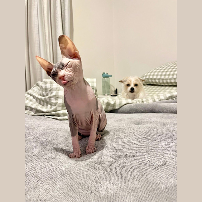 Photo of Echo (Was Roxanne)