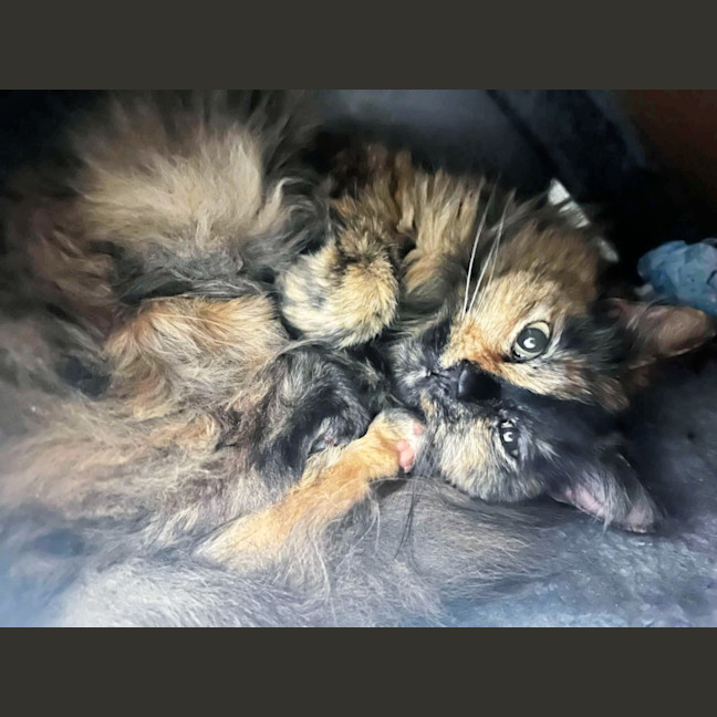 Photo of 🔮Pandora🔮