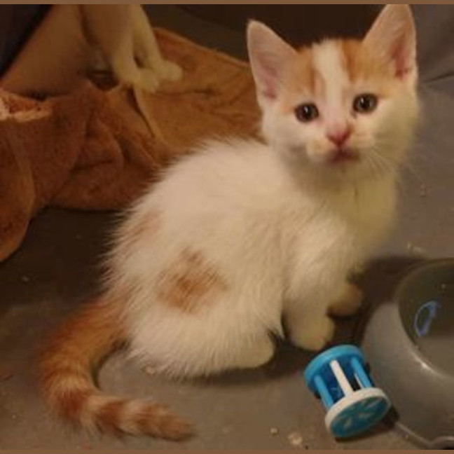 Photo of Cheddar