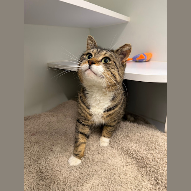 Photo of Tiger