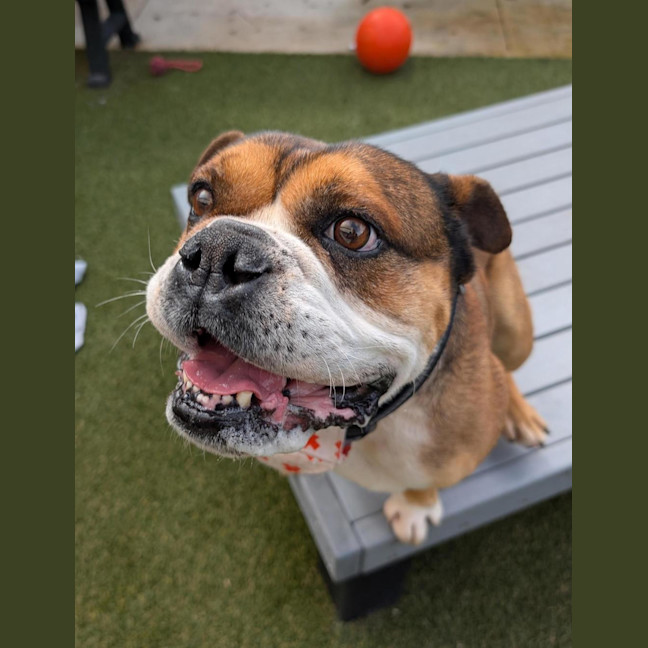 Photo of Louie