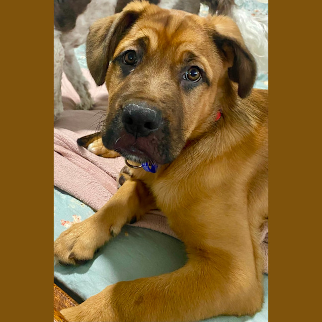 Photo of Rouge   14 Week Old Labrador X French Mastiff