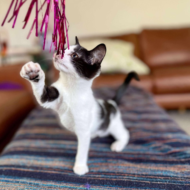 Photo of Marra   Meet Me At Vets On Parker