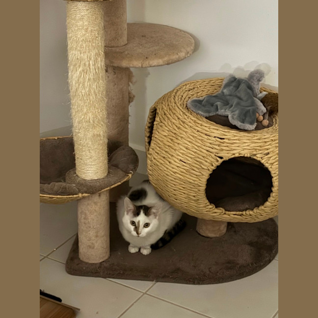 Photo of Scarlett Meet Me @Petstock Hastings Store 