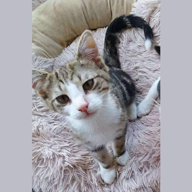 Photo of Chooper