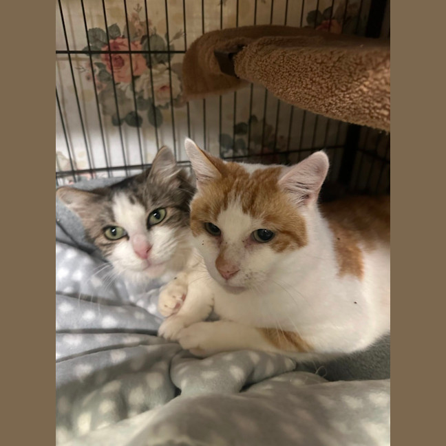 Photo of Aladdin And Jasmine