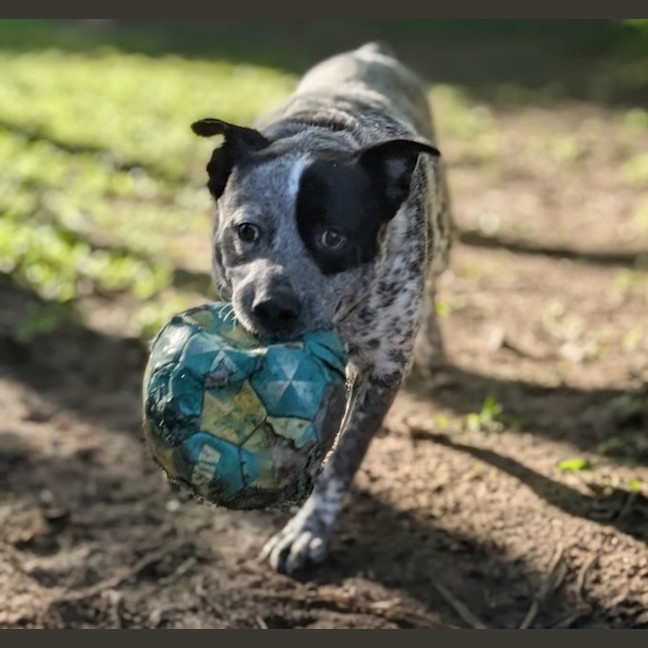 Photo of Bluey