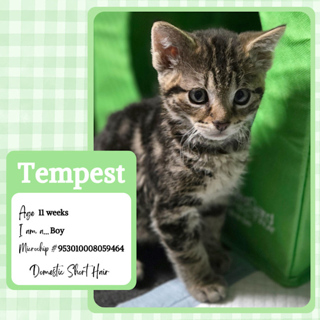 Photo of Tempest
