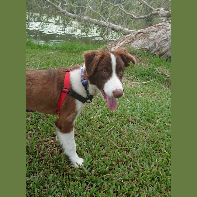 Photo of Mowgli