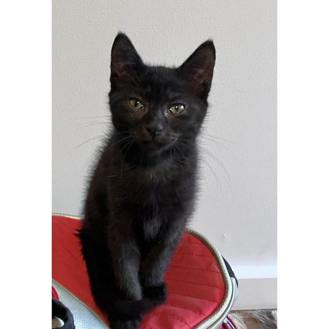 Photo of 13328   Shadow Cat 