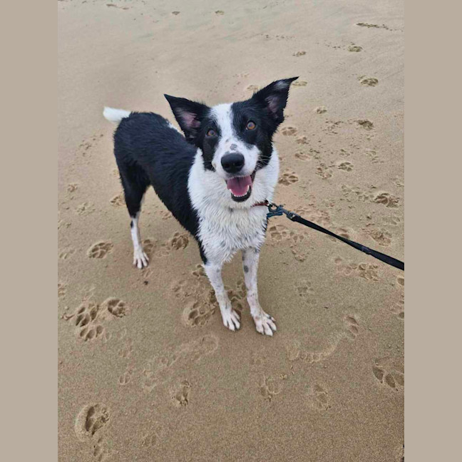 Photo of Dulcie