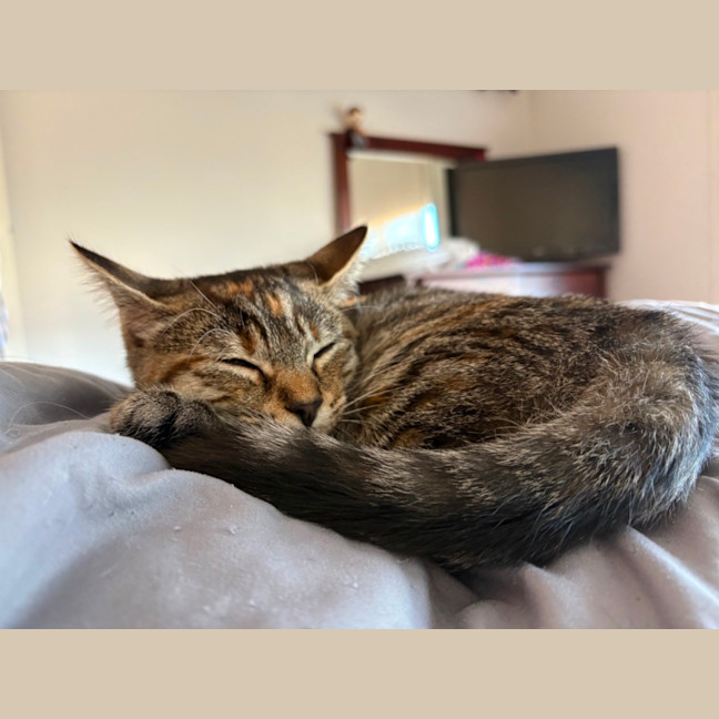 Photo of Astra