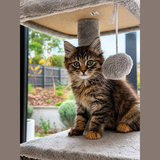 Photo of Rhea