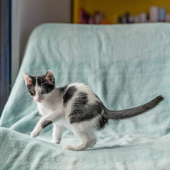 Photo of Finch