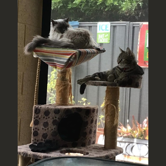 Photo of Luna