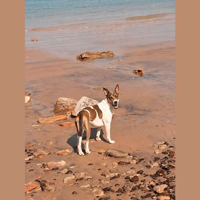 Photo of Indi