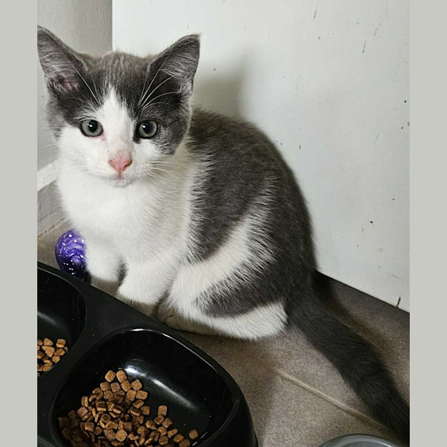 Photo of Haze *9 Lives Project Rescue*