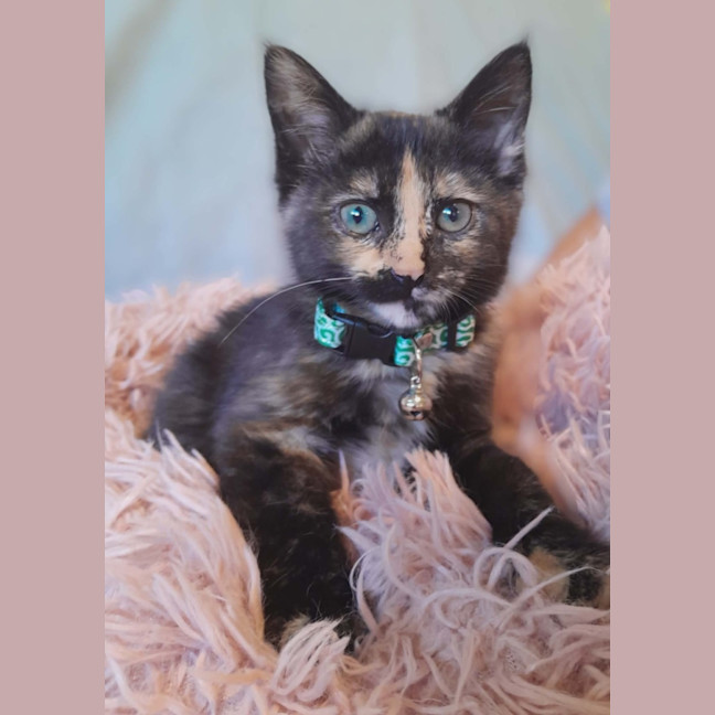 Photo of Cosmo, Stormy, Sable And Kalla