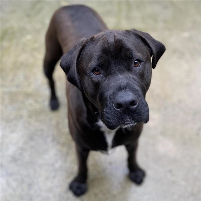 Photo of Tyson