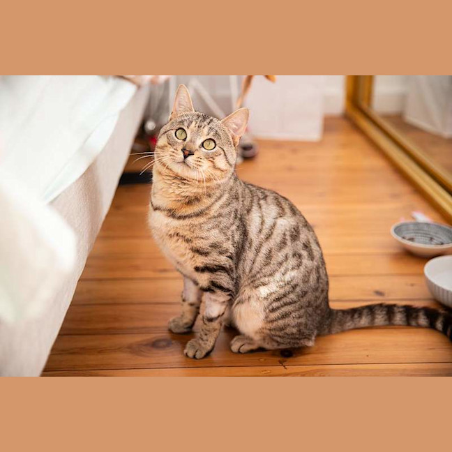 Photo of Frank