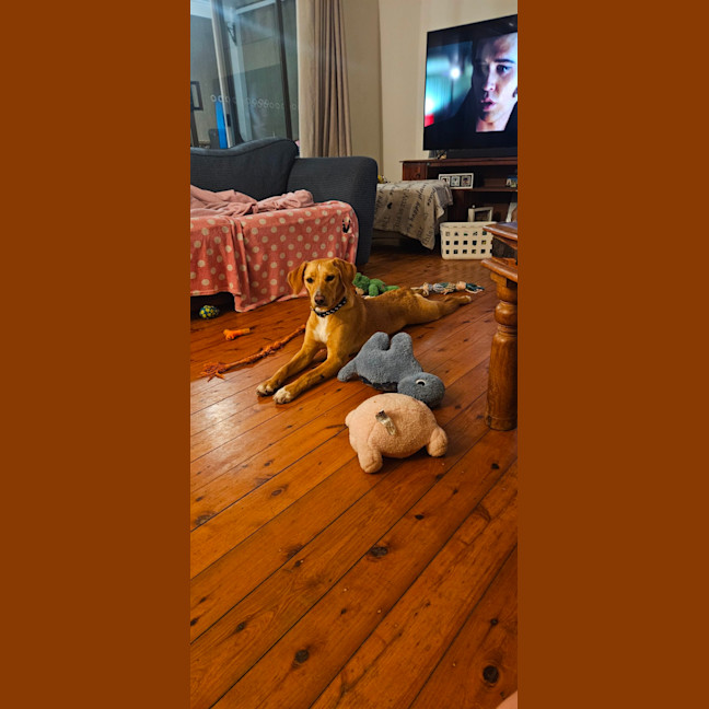 Photo of Lily   10 Month Old Beagle X Kelpie