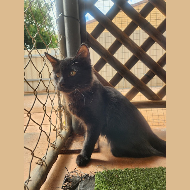 Photo of Jet