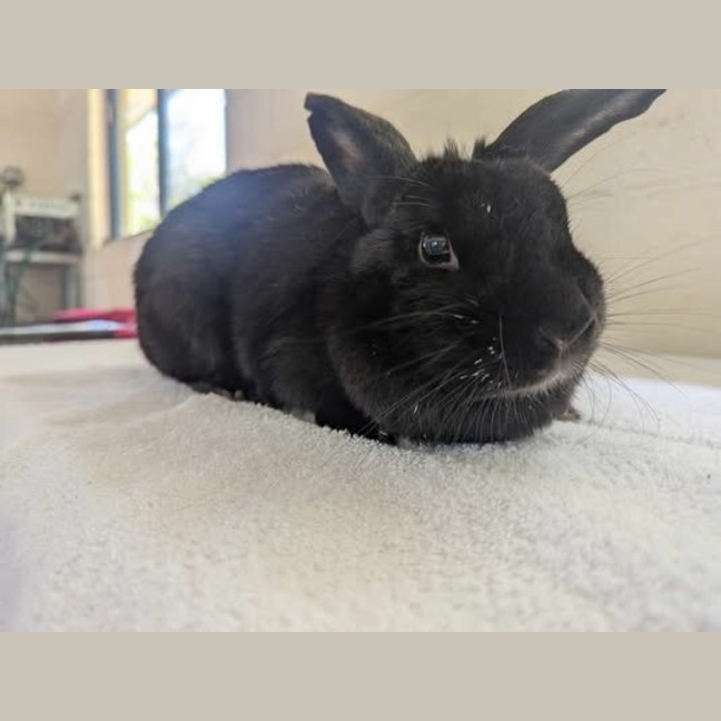 Photo of Midnight