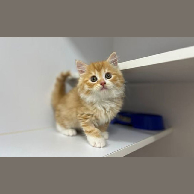 Photo of Orange