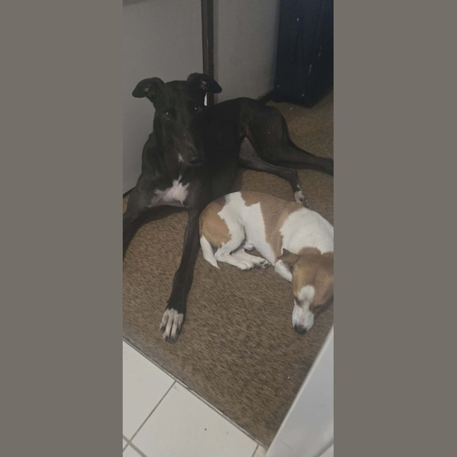 Photo of Neo, The Greyhound 