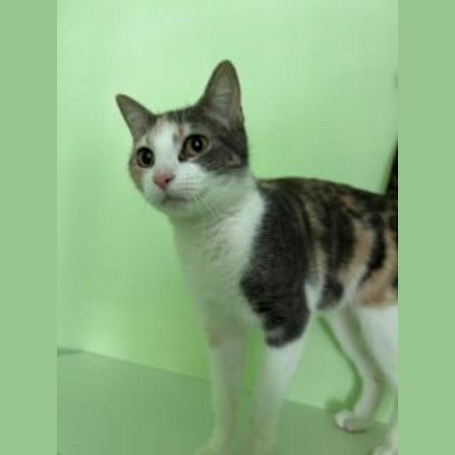Photo of Violet