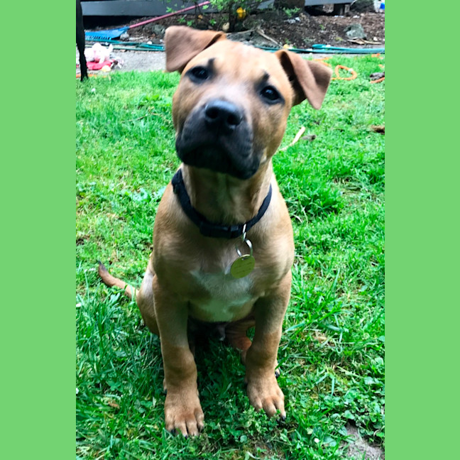 Photo of Hondo