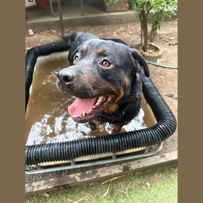 Photo of Rocky Bal / Skye