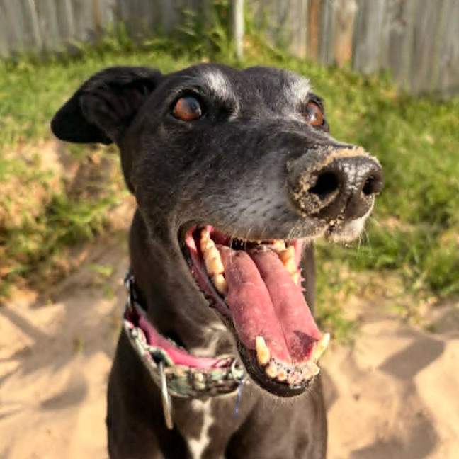 Photo of Ginko The Greyhound