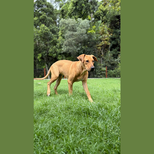 Photo of Brittany *$250 Adoption Fee*