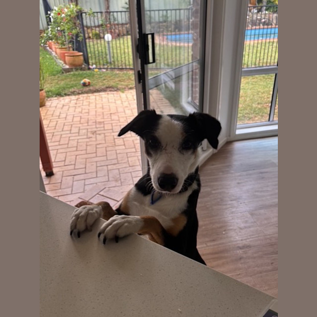 Photo of Ruby
