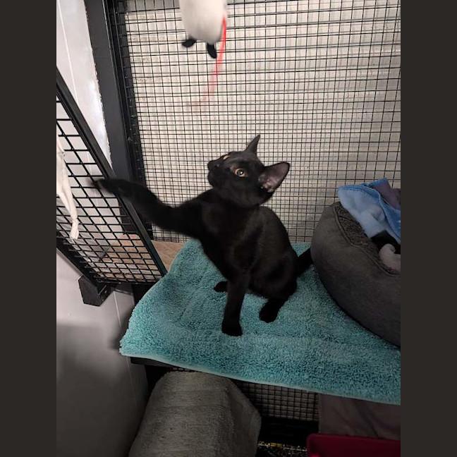 Photo of Cinder