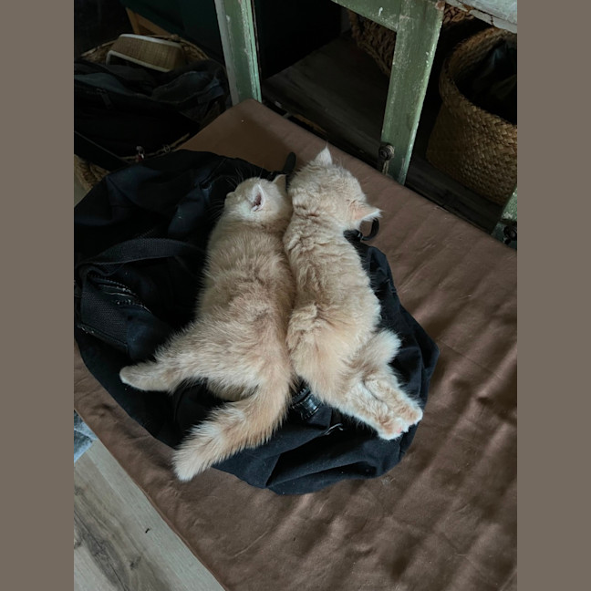 Photo of Pudding And Dumpling