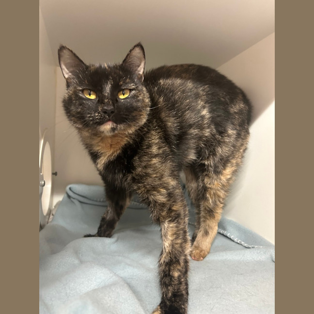 Photo of Calypso