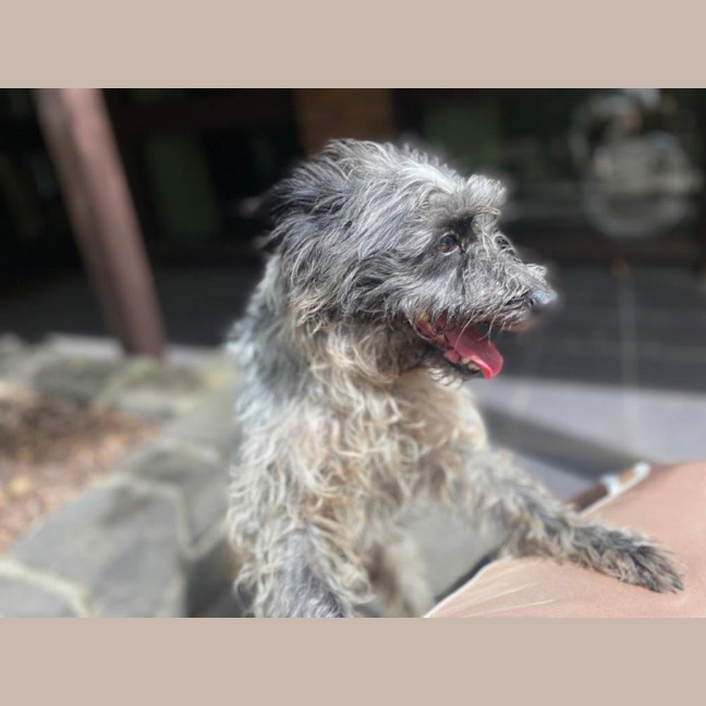 Photo of Truffles O’cleary