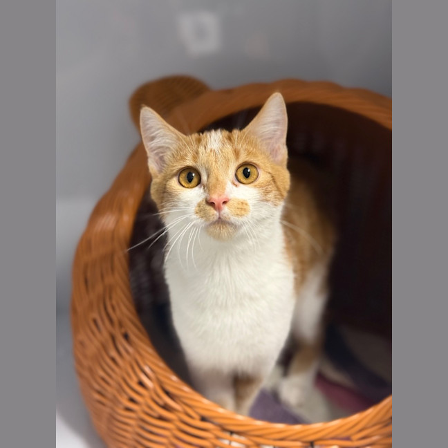 Photo of Calipo   Burnie