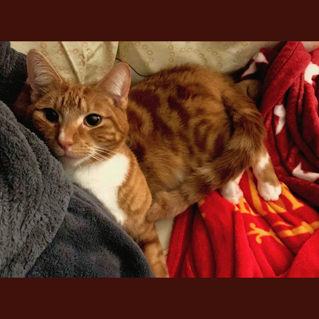Photo of Archie